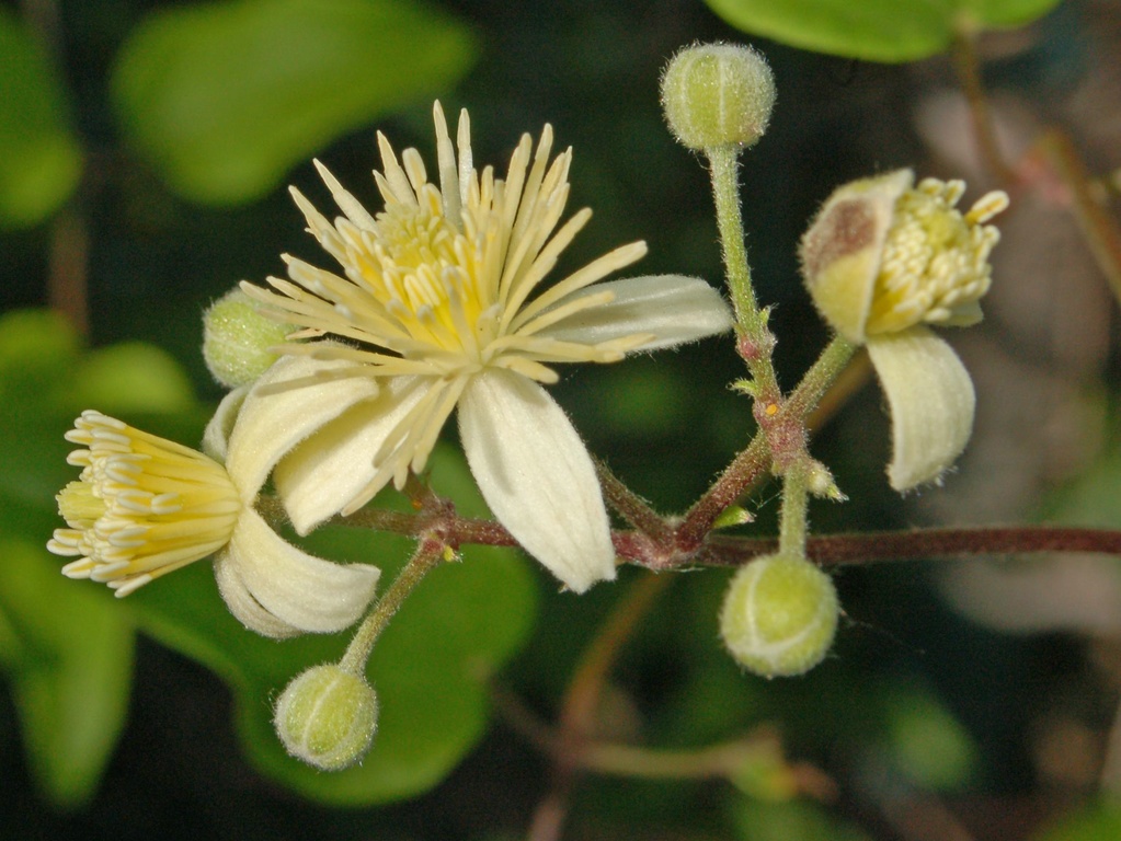 Dei bei fiori bianchi - Clematis vitalba